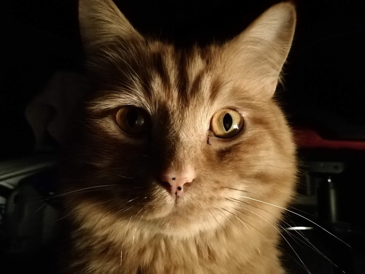 ATVNetworkCat's tweet photo. Hello, and isn't it time for breakfast yet? #CatsOfTwitter #GingerFloof #GingerCat #GingerCats https://t.co/TNS4Wrk4Nb