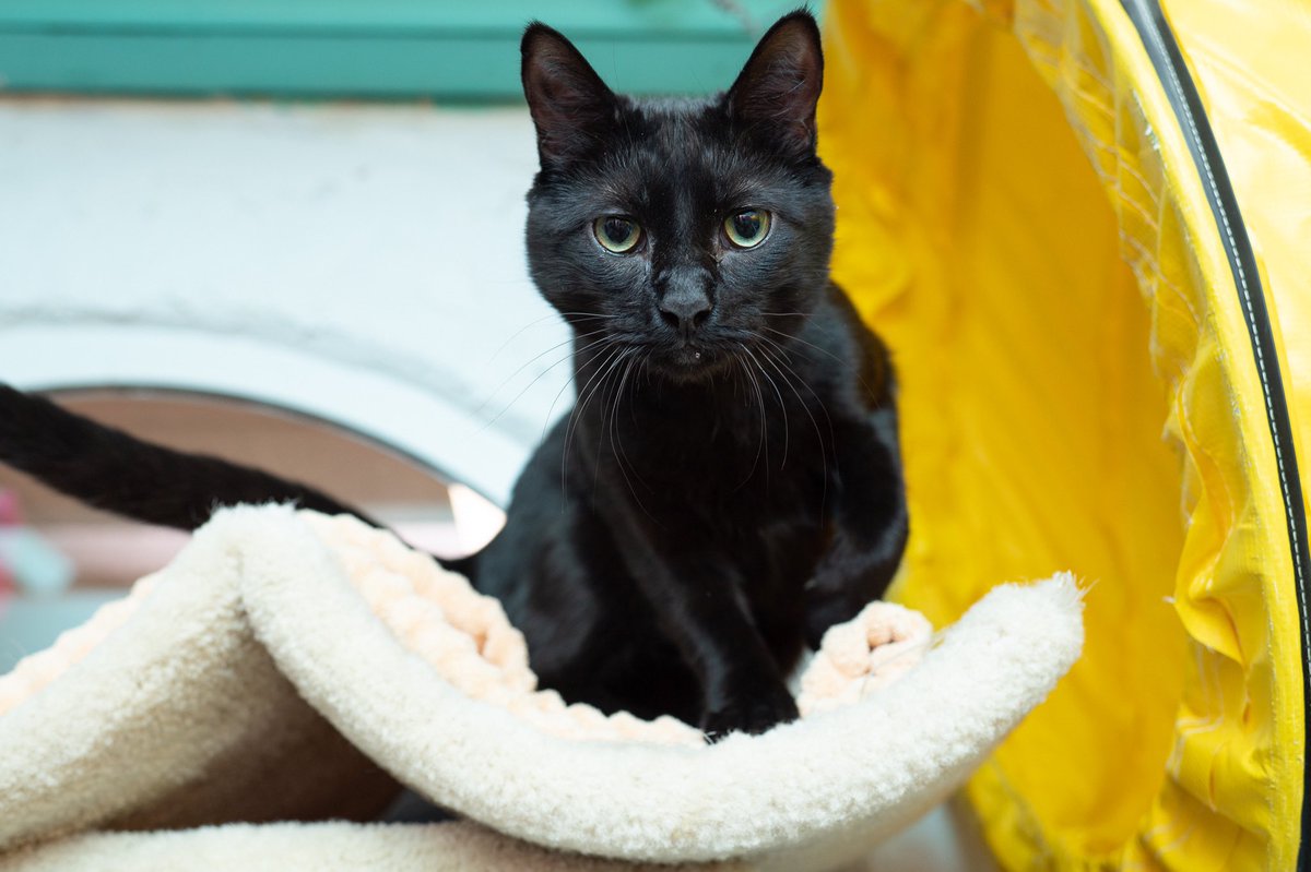 langefoundation's tweet photo. This is Bennett! He’s a friendly and confident cat with a laid back personality. He does well with other cats but would fine solo too. If you’re looking for a mellow companion, Bennett would be great! #CatsOfTwitter https://t.co/pjgj6AFDzt