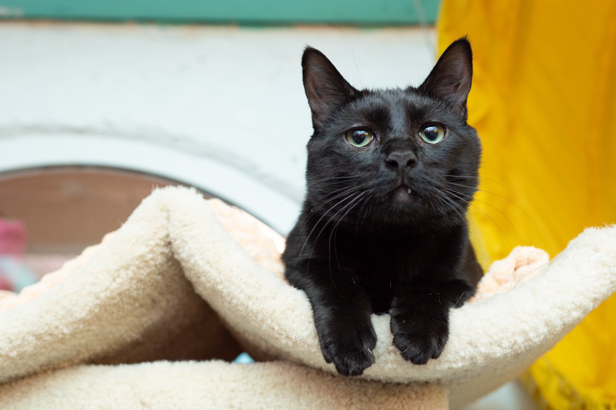 This is Bennett! He’s a friendly and confident cat with a laid back personality. He does well with other cats but would fine solo too. If you’re looking for a mellow companion, Bennett would be great! #CatsOfTwitter