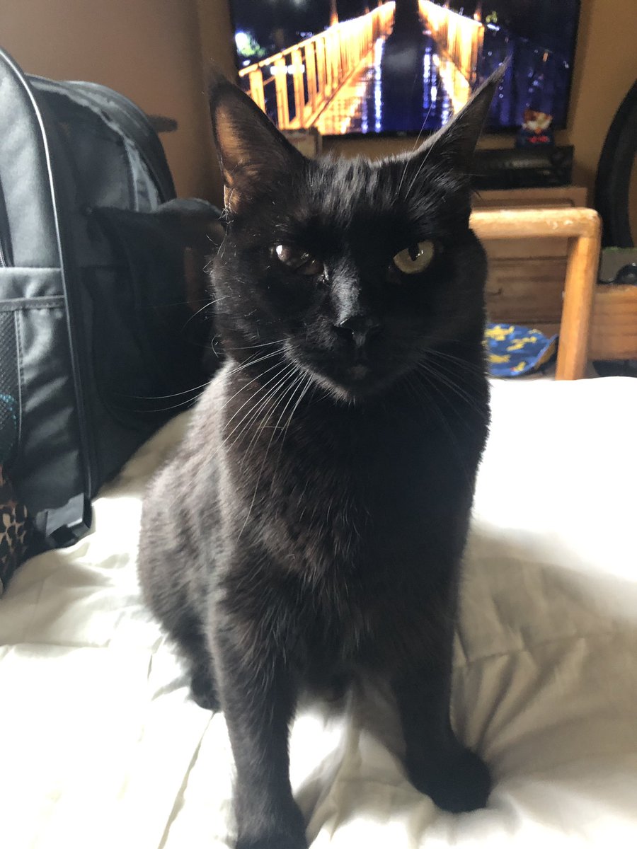 spookothecat's tweet photo. Anyone else love the way their cat’s paws push down into something soft? It’s just so soothing to me. 🐾🐈‍⬛🐾 #Caturday #halfblindcat #BlackCats #CatsOfTwitter https://t.co/sc1c0bameF