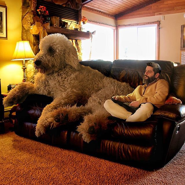 Look how stoic my dog Bean is next to Ralph. Classic!