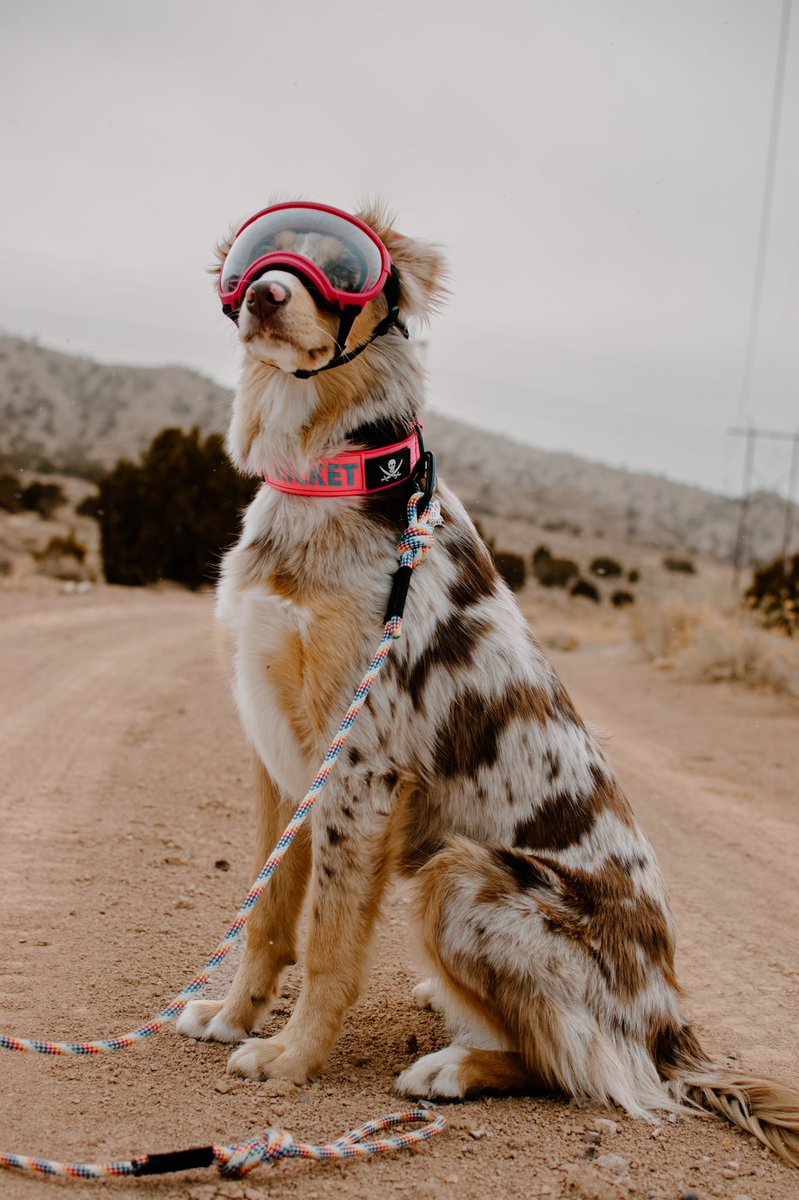 A desert meerkat in her natural habitat😂 #dogsoftwitter