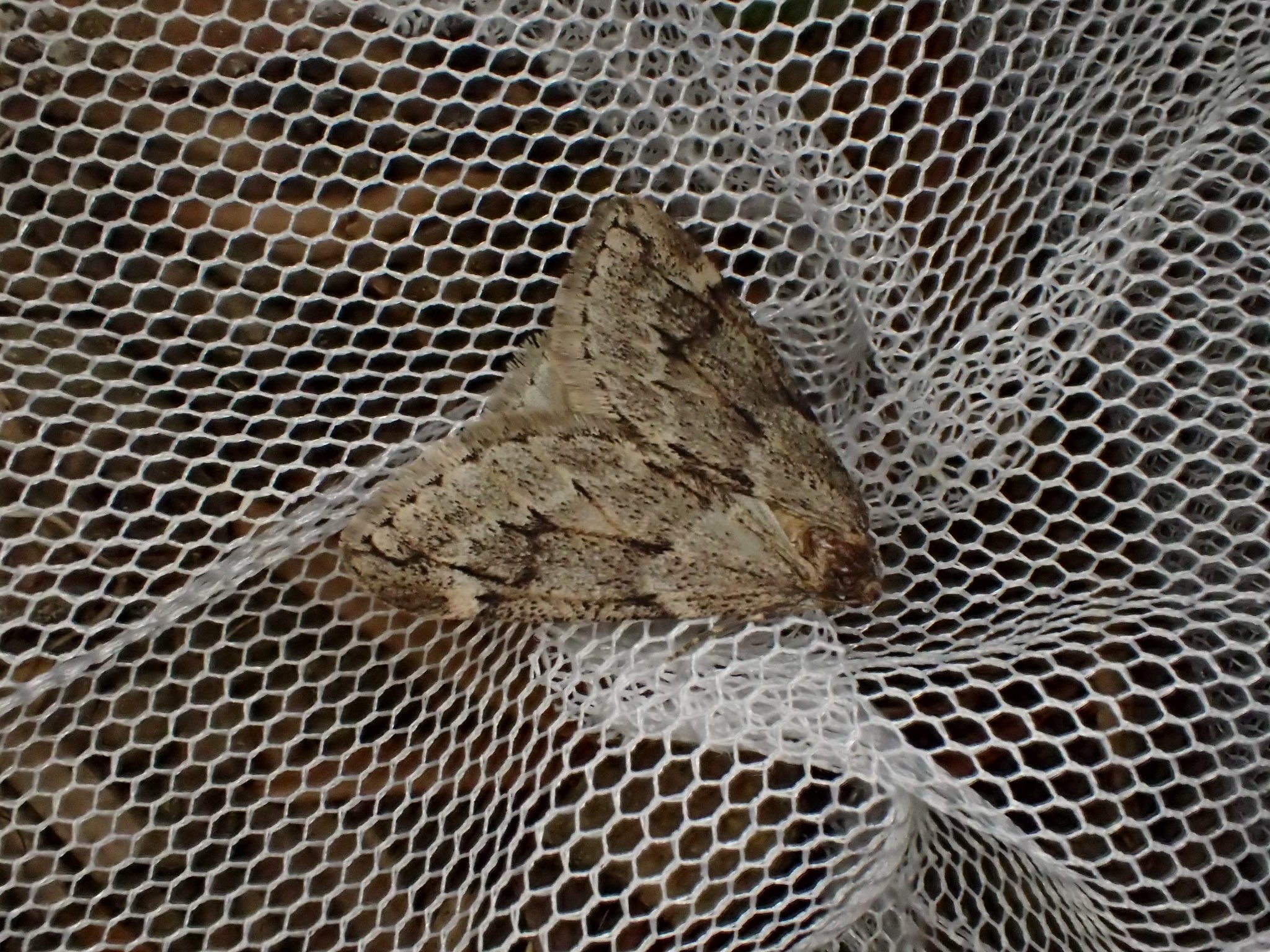 スジモンフユシャク