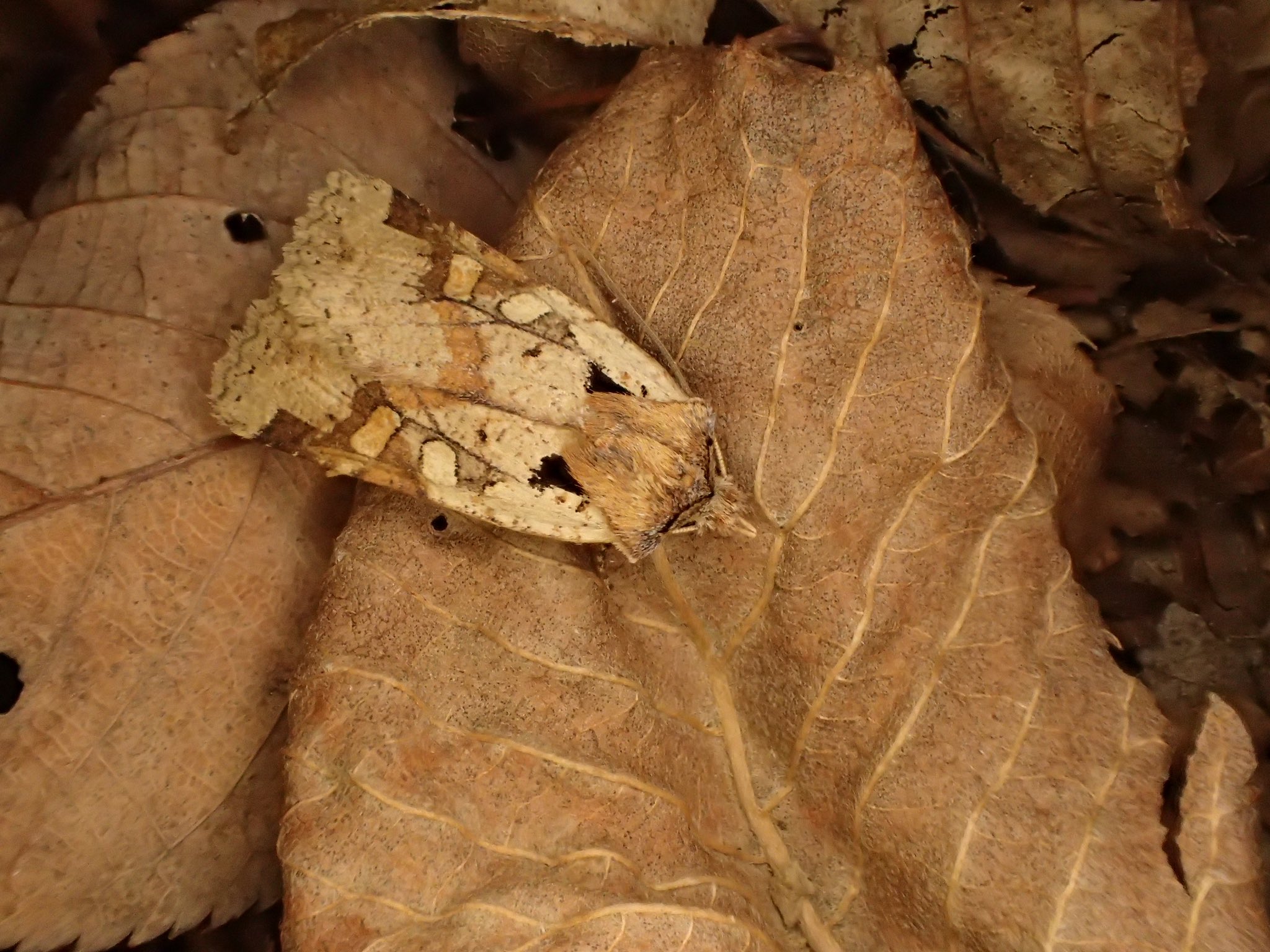 チャマダラキリガ