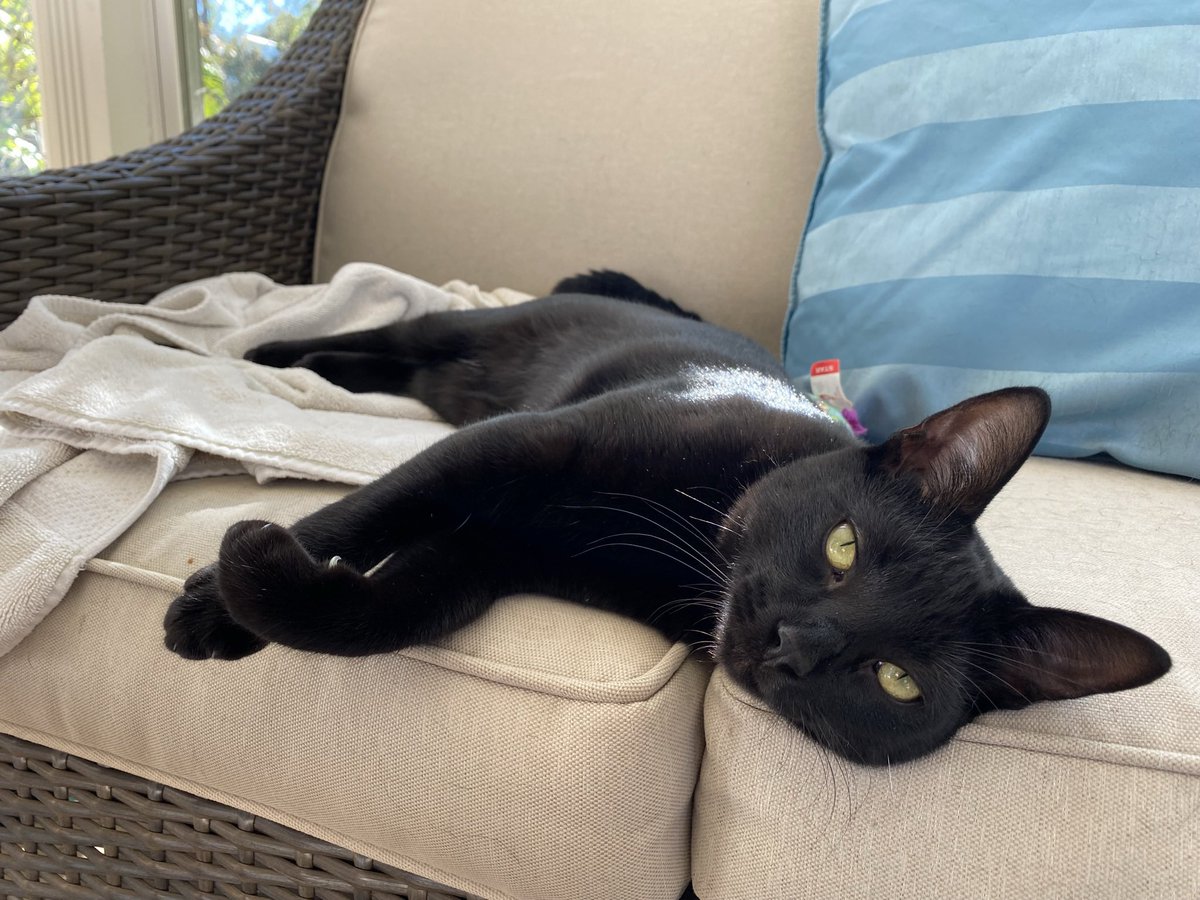 CraigAFinch's tweet photo. @shehackspurple In the case of cats, yes. Meet Loki. https://t.co/M3rH2bL0Fh