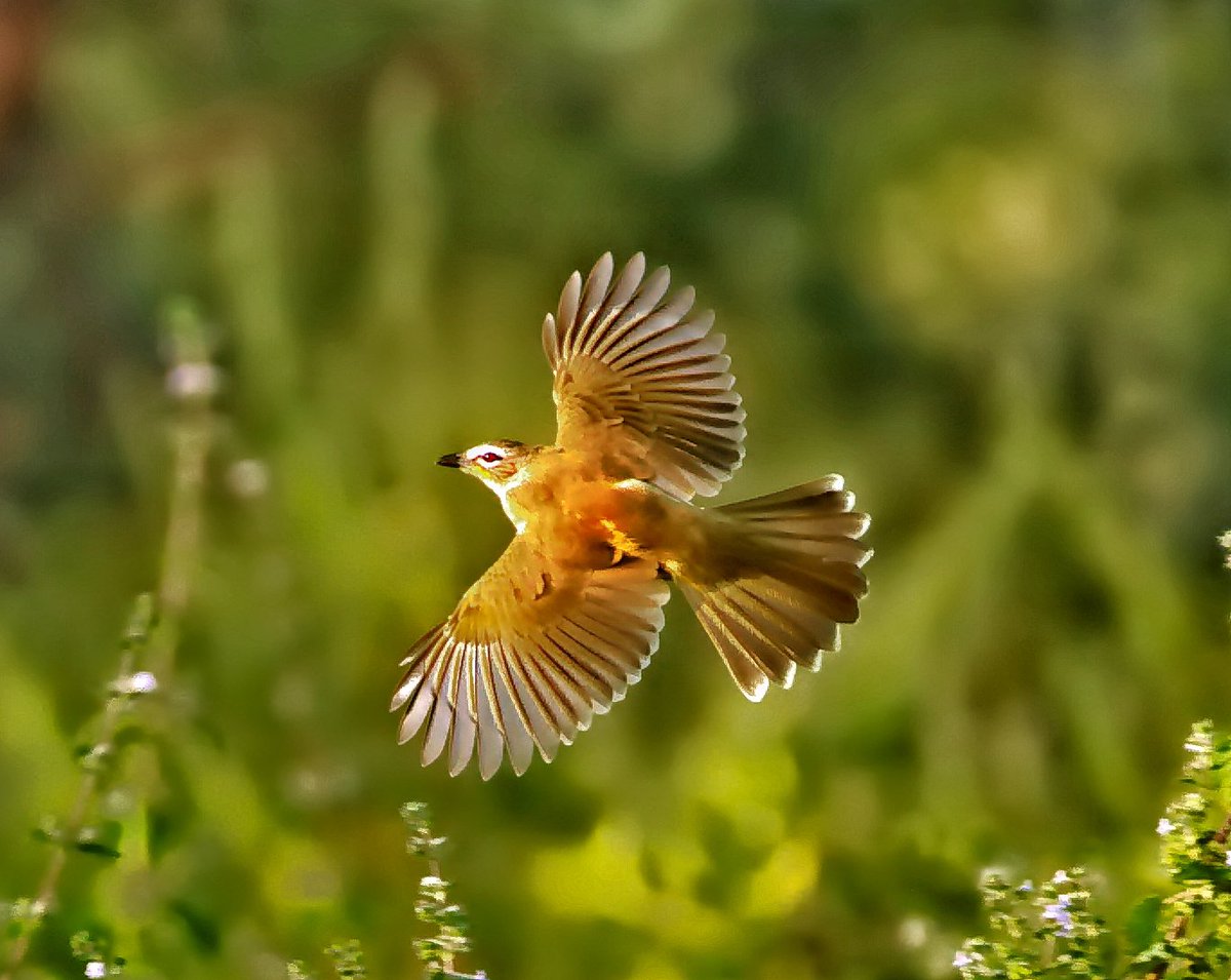 BulBul In Flight

Oct 2021

Ameenpur Lake.

#IndiAves #birdwatching #birdphotography #birds #BirdsSeenIn2021 #TwitterNatureCommunity 
#AmeenpurBHS