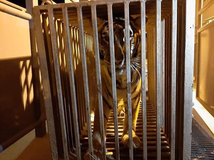 prensaanimal4's tweet photo. #AnimalesVictimasDeLaGuerra
#EnRedSocial
Guerra #Rusia #Ucrania
animales del zoológico de Kiev son trasladado a Polonia
Los animales son inocentes
Qué opinan?
#consulta https://t.co/TWDrylI9ur https://t.co/1D2z5osmvo
