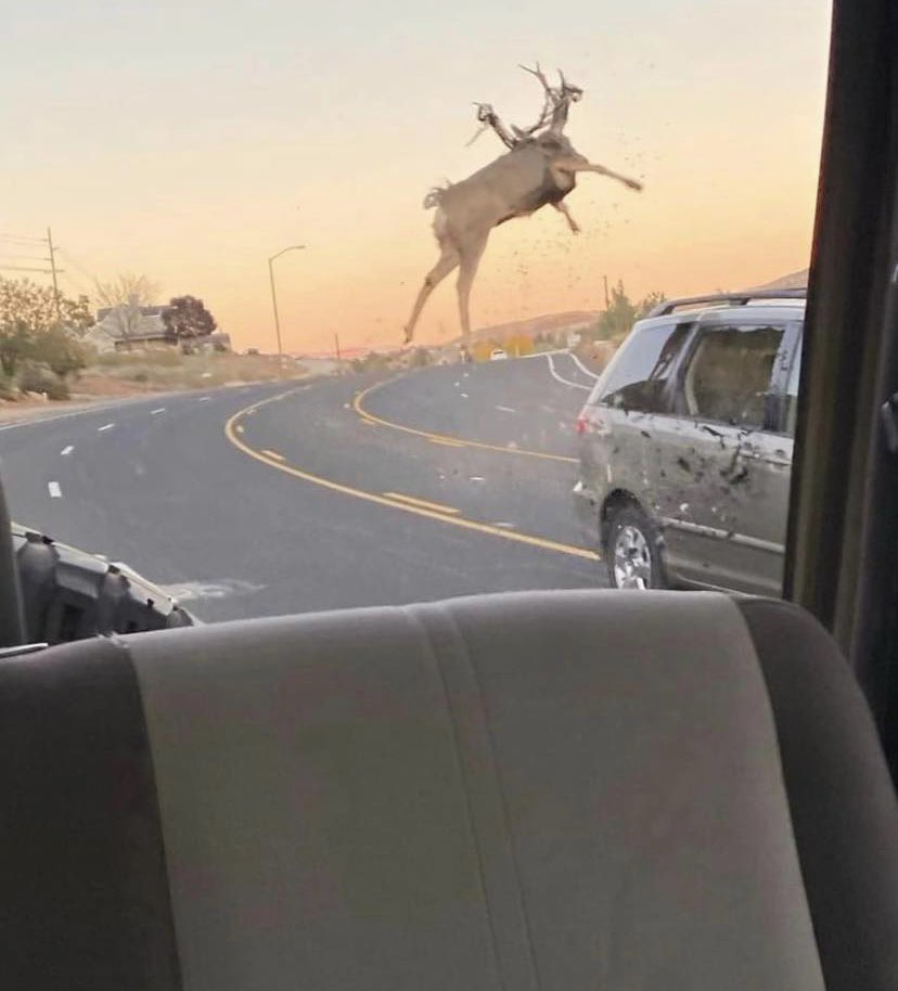DruryOutdoors's tweet photo. We’ve heard of a reindeer fly, but a mule deer fly???

This incredible photo was captured after a mule deer was hit by an SUV…and he miraculously walked away! These animals are so unbelievably tough. 

📸: Boyd Outdoors https://t.co/OaQBZK9Sdq