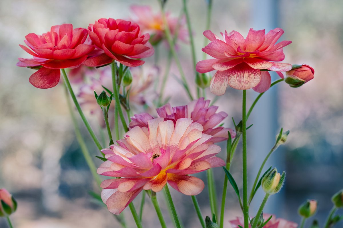 konta_taku's tweet photo. #Ranunculus - "little frog" in Latin, that is showy ornamental #buttercup. This is "Eris" - (Greek goddess of strife and discord). Isis, Thiva, Lucia, Mellisa. All varieties have Greek name🤔. Now, anemone. Clematis'll bloom next. (Mar. 5) #Flowers #FlowerReport #flowerphography https://t.co/zHAbeED5e9