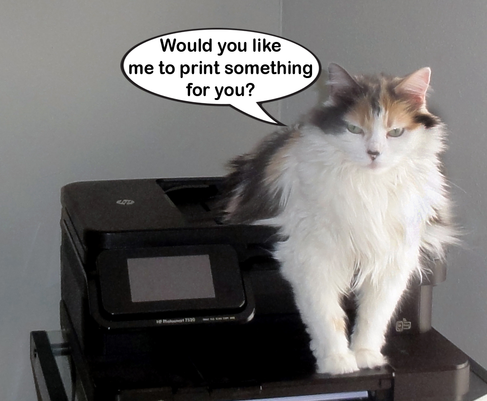 Crazy_Felix's tweet photo. Ethel like to help out in the office.
#officecats #cats #cat #cutecats https://t.co/HJHNbg96Cp