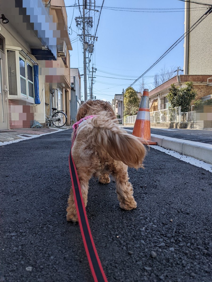 AoiParis's tweet photo. 愛犬との
お散歩楽しいな🐕‍🦺🧍

無心になれる👍

さぁー
いこう!って
スタンバイの愛犬が
可愛ぃ💜 https://t.co/GdMdQqxnTu