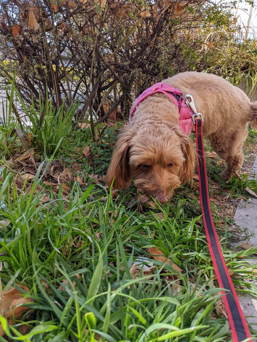 AoiParis's tweet photo. 愛犬との
お散歩楽しいな🐕‍🦺🧍

無心になれる👍

さぁー
いこう!って
スタンバイの愛犬が
可愛ぃ💜 https://t.co/GdMdQqxnTu