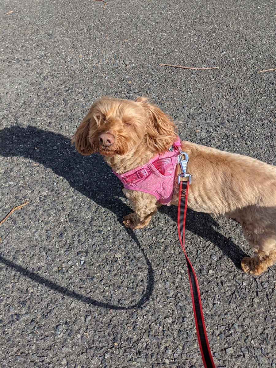 AoiParis's tweet photo. 愛犬との
お散歩楽しいな🐕‍🦺🧍

無心になれる👍

さぁー
いこう!って
スタンバイの愛犬が
可愛ぃ💜 https://t.co/GdMdQqxnTu