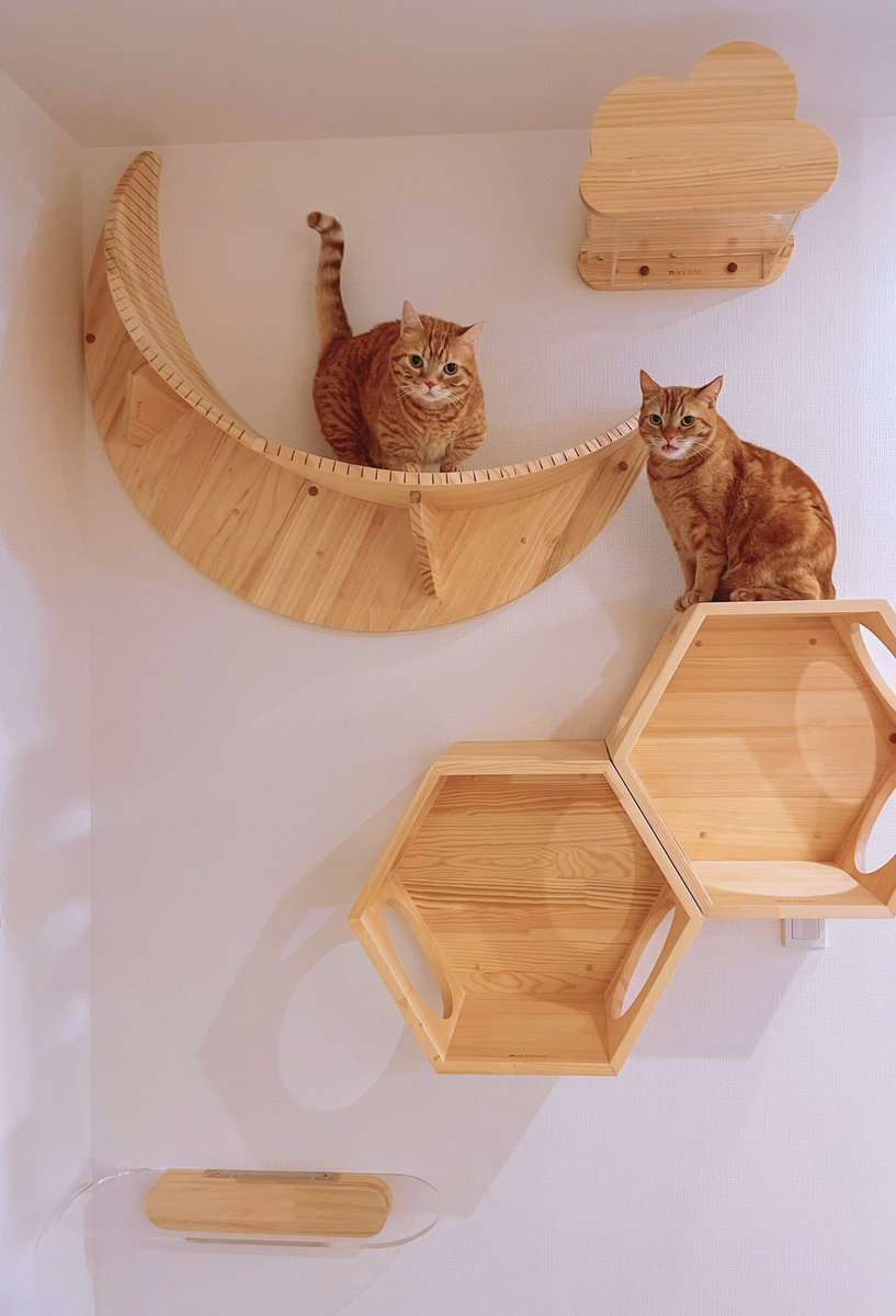 画像あり 花江夏樹の愛猫が可愛すぎる 遂に声優デビューも いぬねこ