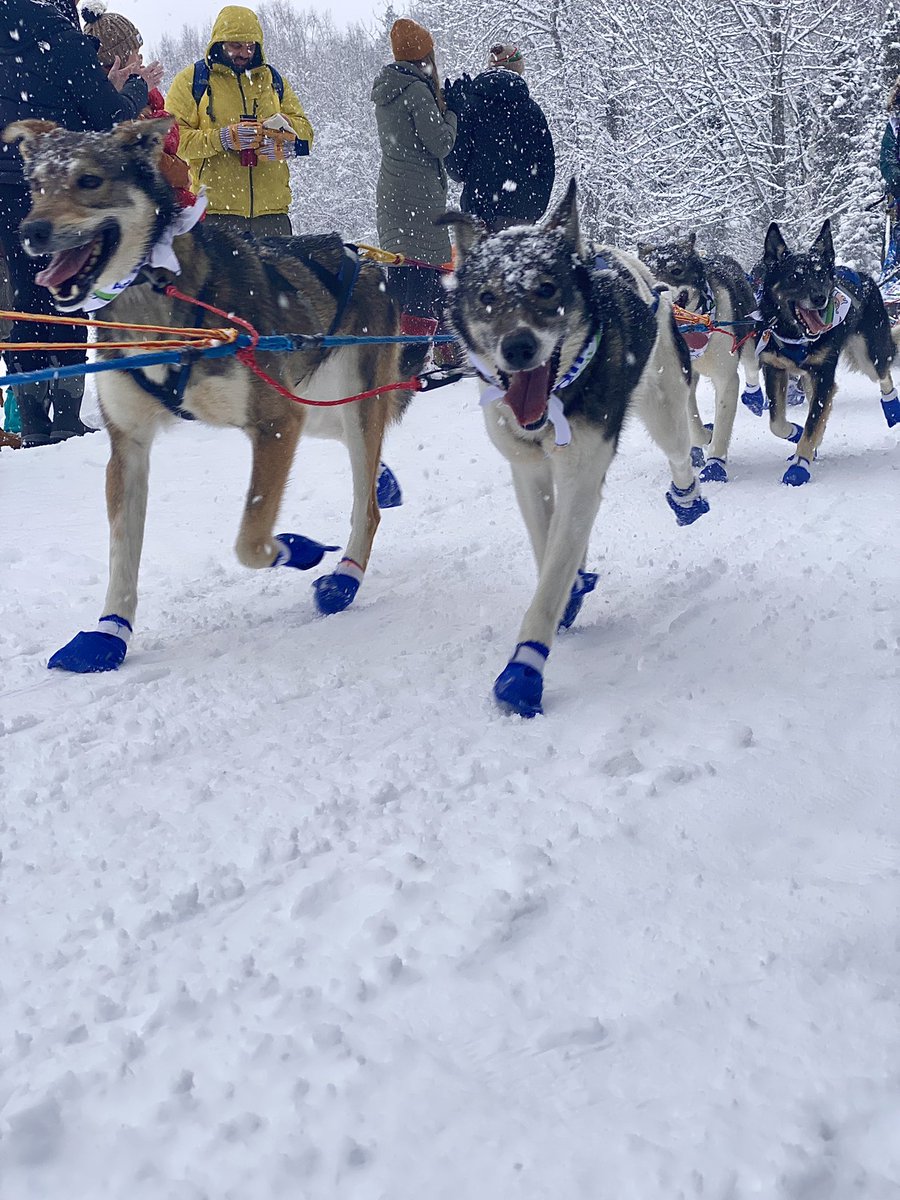 KendraAKTX's tweet image. This Iditarod dog saw my camera and was like 😃
