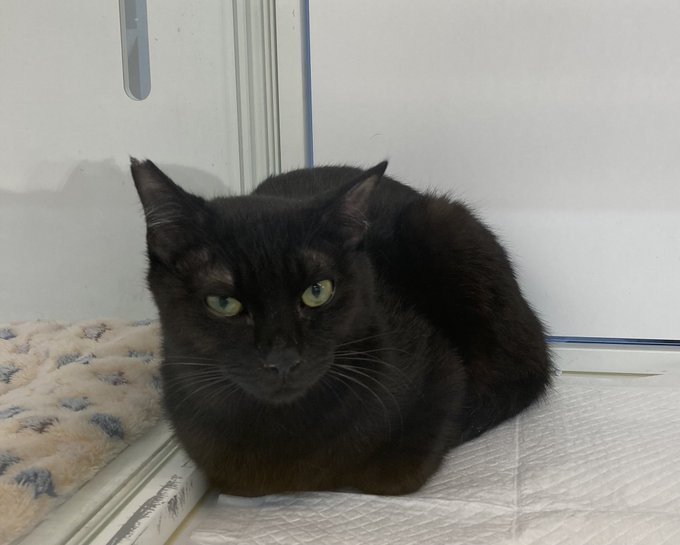 猫ちゃんを探せ 一般社団法人 彩の猫