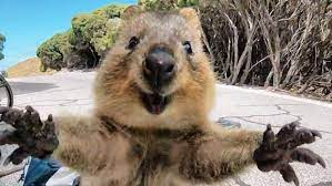 The quokka  also known as the short-tailed scrub wallaby  is a small macropod about the size of a domestic cat

Often referred to as the happiest Animal on the Planet