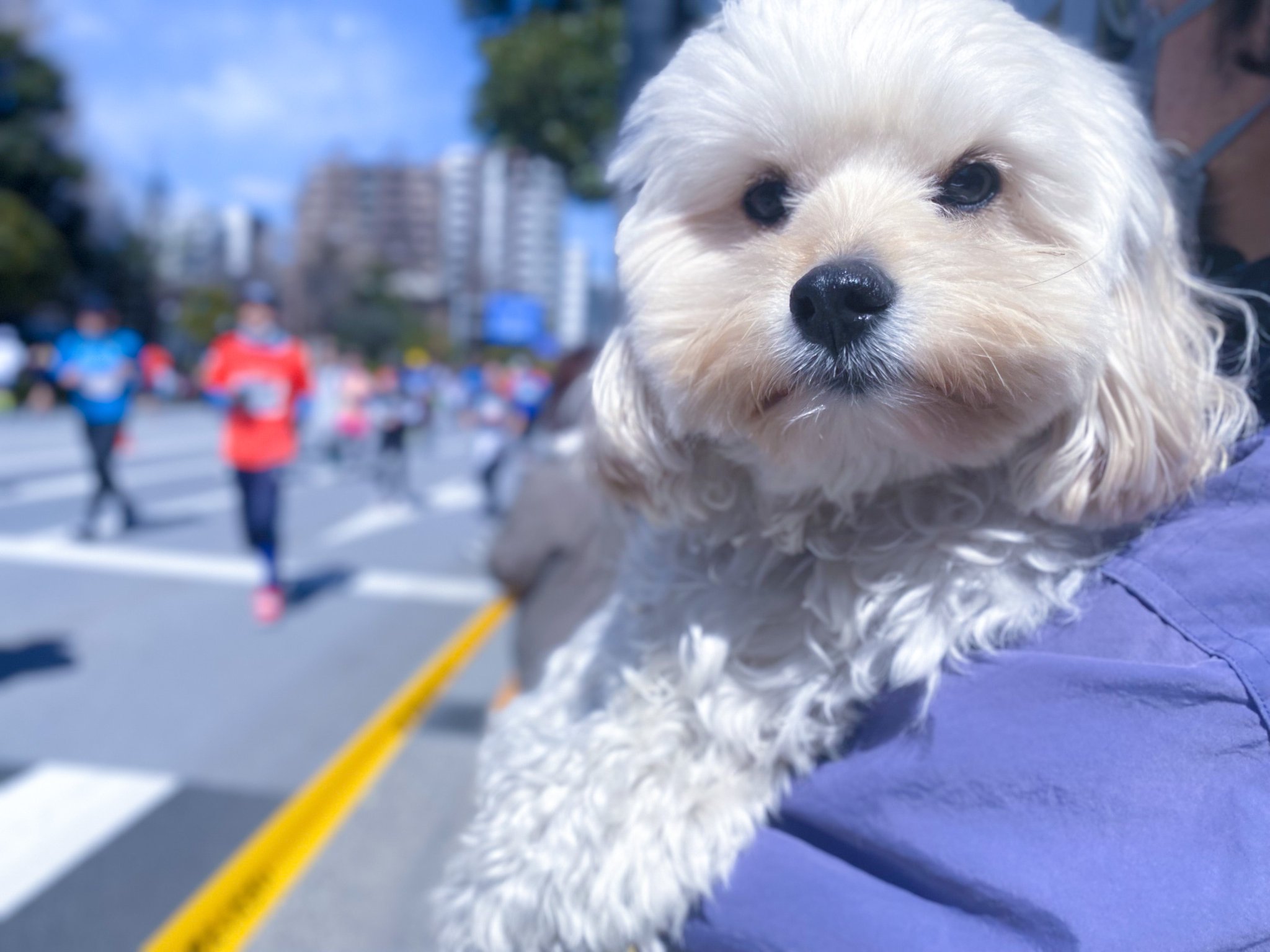Inu Beer On Twitter 東京マラソンで沢山の人間を見た犬