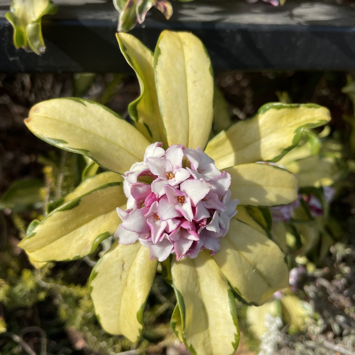 ゆうひ S Tweet Happy Sunday いつの間にか開花していました 沈丁花 ジンチョウゲ 香りの良い花 春 キリトリセカイ スマホ写真 額装のない写真展 日曜日 Tlを花で一杯にしよう Trendsmap