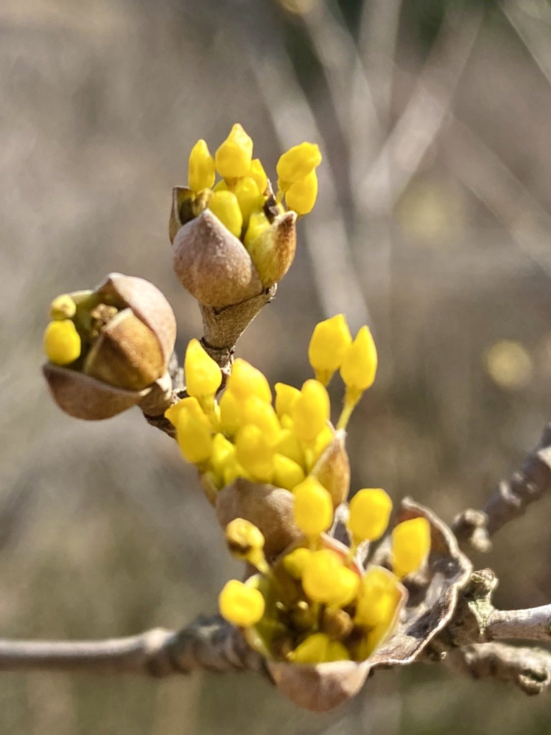 樹の花自然園 花の山 園内のサンシュユが開花したのニャ 少しずつ春らしくなってきたのニャ 茂木町 花の山 サンシュユ T Co Xakm3ac9oh Twitter