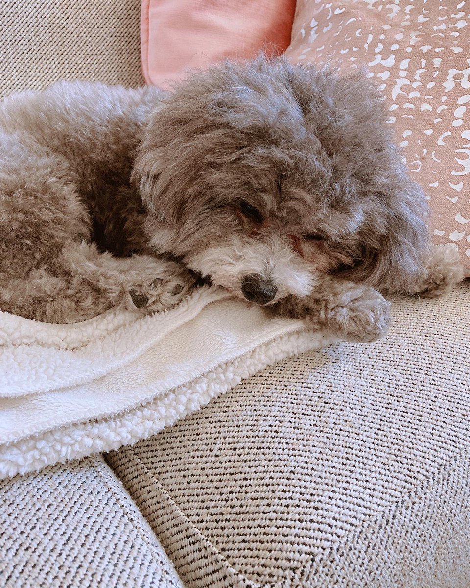 GOGO58227131's tweet photo. ペットショップのお風呂で疲れたので、寝ます〜
#chlie #sleep #toypoodle #トイプードル #お休みなさい #はりきり https://t.co/bqPBy2yy1s