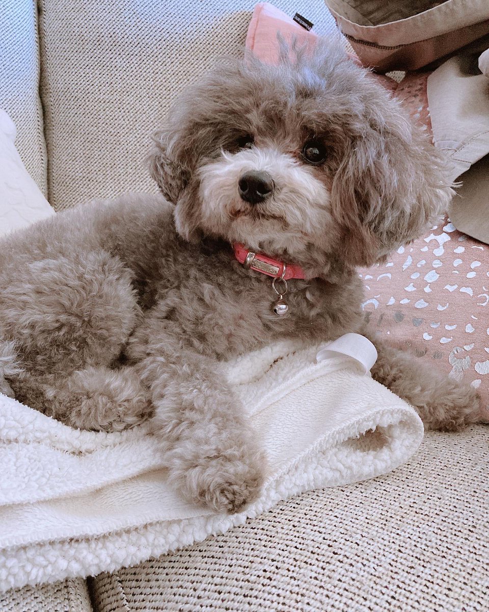 GOGO58227131's tweet photo. ペットショップのお風呂で疲れたので、寝ます〜
#chlie #sleep #toypoodle #トイプードル #お休みなさい #はりきり https://t.co/bqPBy2yy1s