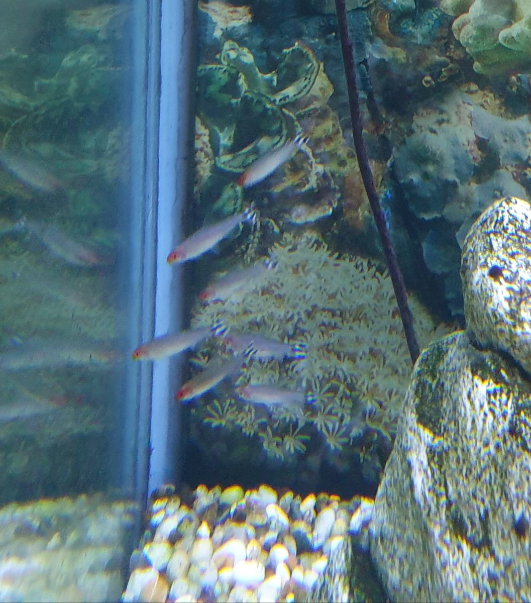 Spudeboy's tweet photo. @stkildafc I have 7 #RummyNoseTetra in my fish tank. They're the right colours &amp; they're all named Jack. 😁👍
Sorry for the blurry pic, very difficult to capture them they never stop moving. 
#GoSaints2022 🔴⚪⚫ https://t.co/vAaOKBffLU