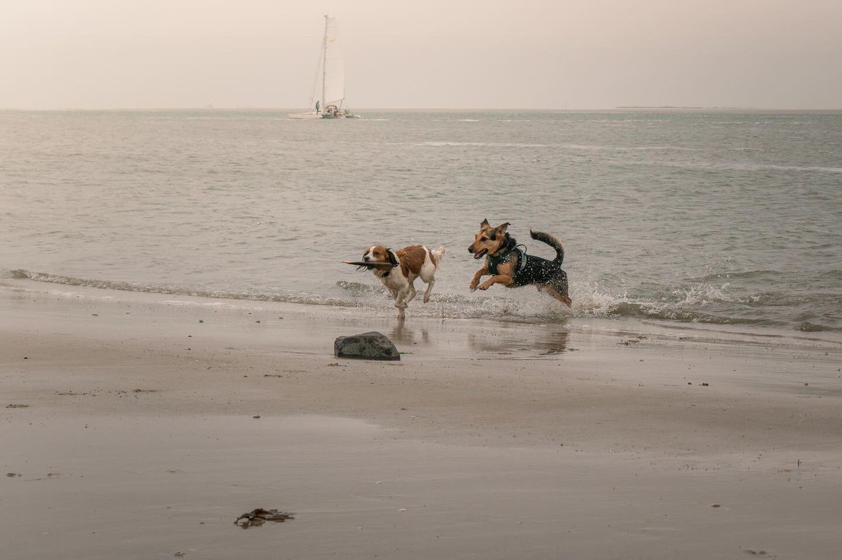 We have a guest this week, Loeske the Kooikerhondje. Murph and Loeske are the real life lady and the tramp 🥺#dogsoftwitter #twitterdogcommunity #twitterdogs