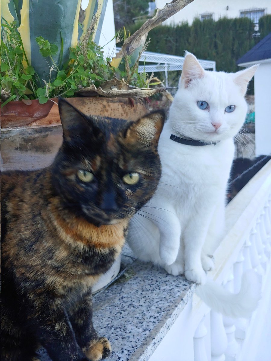 GreenPeaksGr's tweet photo. Mis dos gaticos https://t.co/TNYPQcM8cy