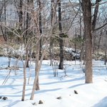 ツイートに含まれる画像