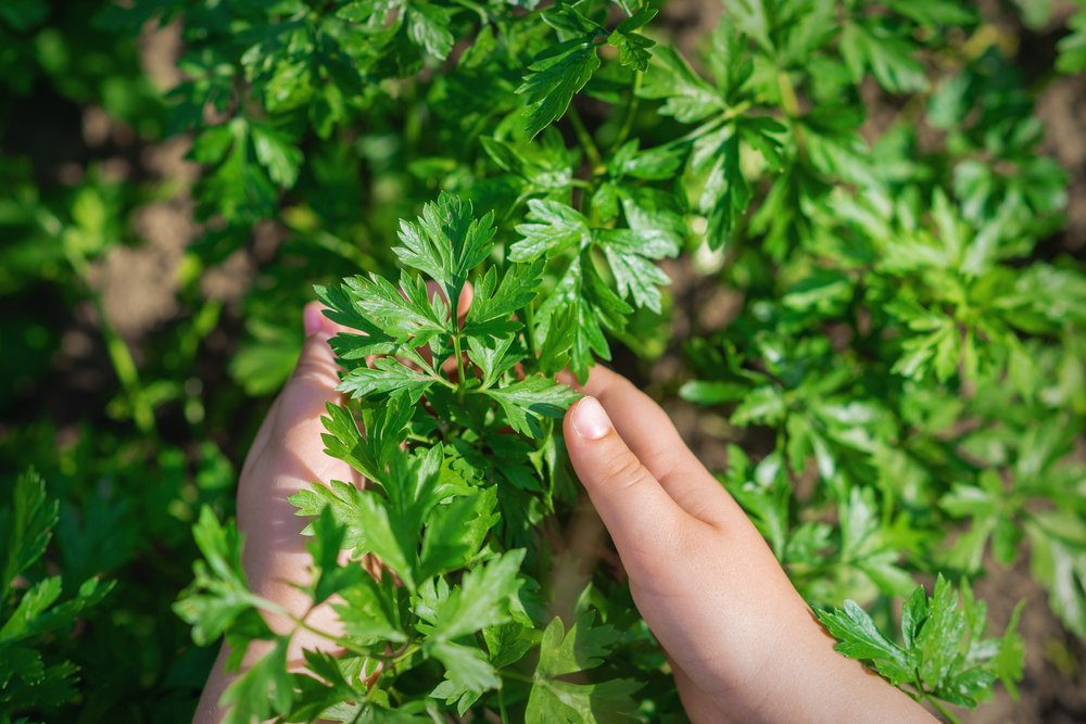 ShahraDinesh's tweet photo. To lend a hand to parents who have unexpectedly become homeschool teachers, #farmers and growers have launched something special. #LockdownLearning is a project that sees a whole host of content to educate children about food and where it comes from. #Sustainability https://t.co/0A999Rrkp7