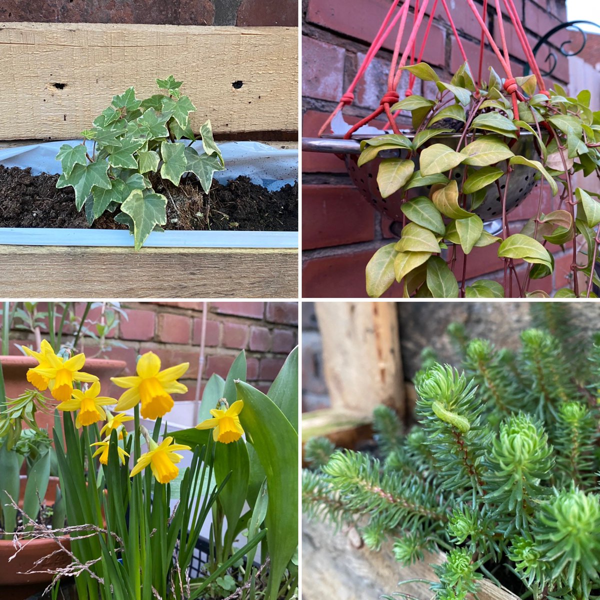 moss_side_eco's tweet photo. Signs of spring. It’s that time of year when our alleyways, yards and gardens start to show signs of new life and get more colourful. Have any pictures to share? We’d love to see them. #MossSide #MossSidePride #AlleyGreening https://t.co/sRtoUayuG9