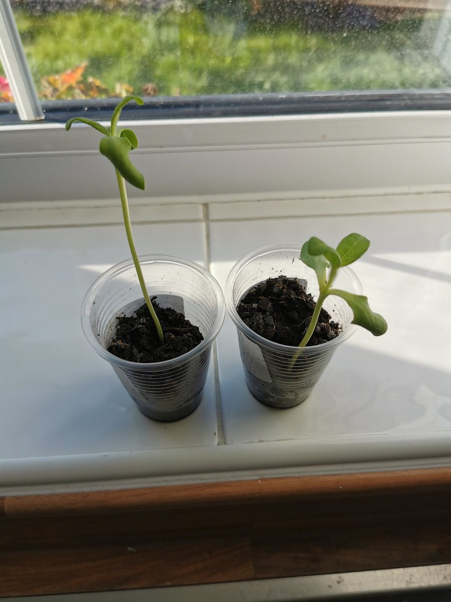 vkennedy382's tweet photo. Our sunflowers are growing nicely and soaking up the sunshine 🌞@y1stocktonwood https://t.co/aFKTeF6RPr