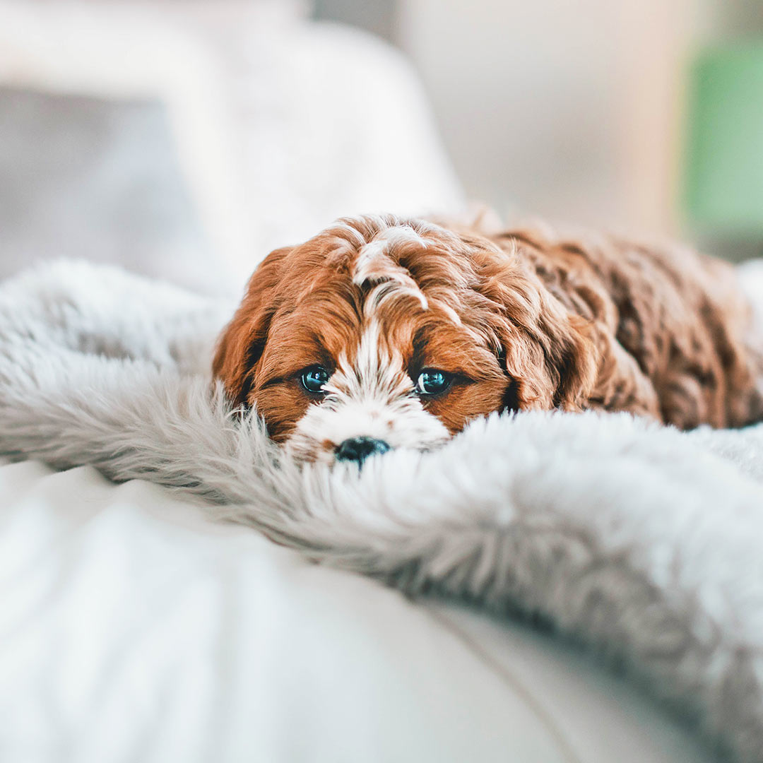 Maxcolchon's tweet photo. No importa cuánto quieras a tu perro🐶: seguramente haya varios comportamientos suyos que no soportas. ¿Tu perro mea la cama en distintas situaciones. Te contamos cómo evitarlo.
👉https://t.co/TSTtcg8E1V
#dog #perro #doglovers #amidogs #sleephappy #sleepbetter https://t.co/VyXEEoCxjZ