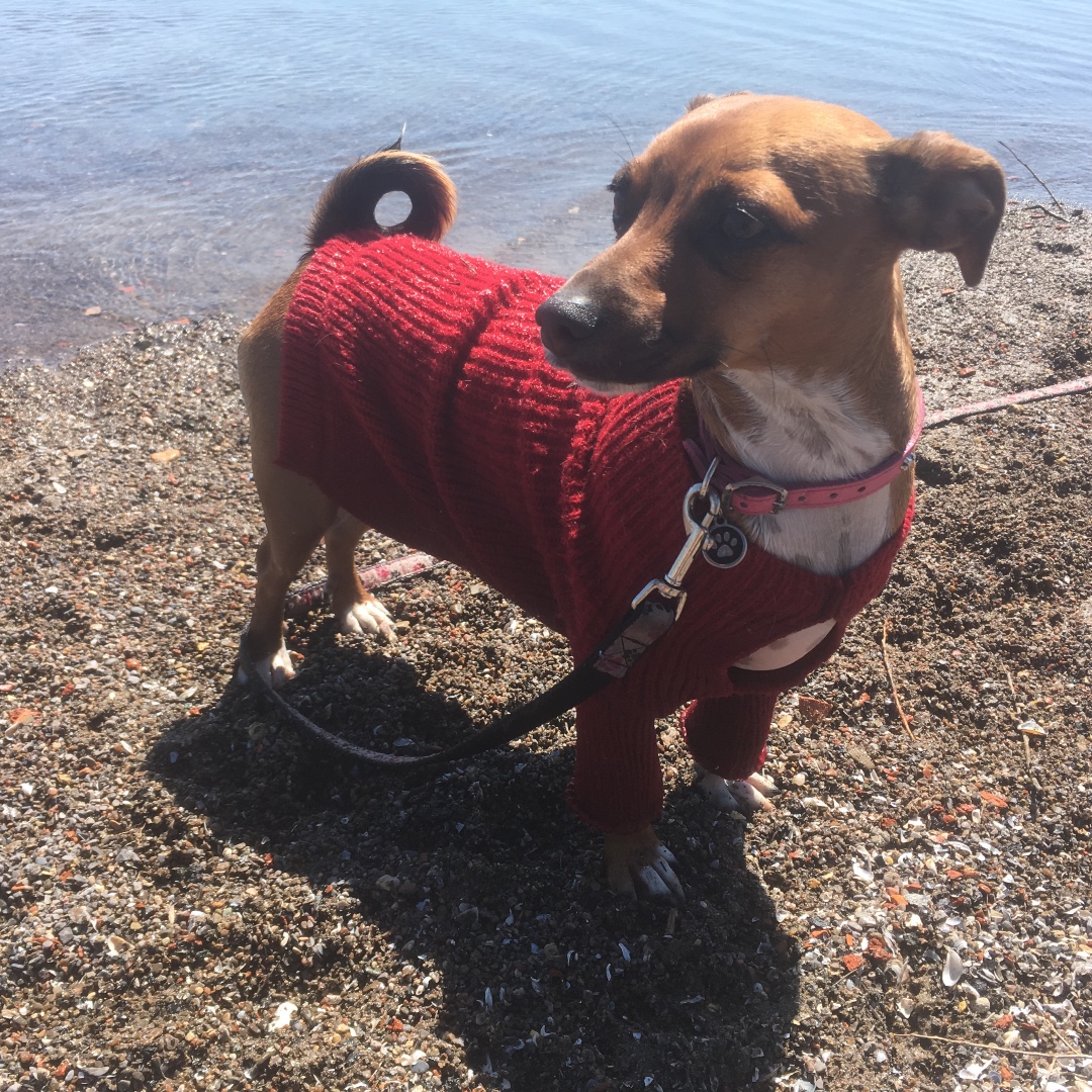 neopaws4pets's tweet photo. Perfect spring day ~

Neo-Paws sweater

Visit the website https://t.co/9Vj1oFjmla and subscribe to our YouTube channel

#Neopaws #dogsweater #dogfashionclothes #dogstyle #dogclothingdesigner #dogshop #dogapparel #dogwear #dogaccessories #dogfashion #pawsomebuddies https://t.co/0yTjpZwZP8