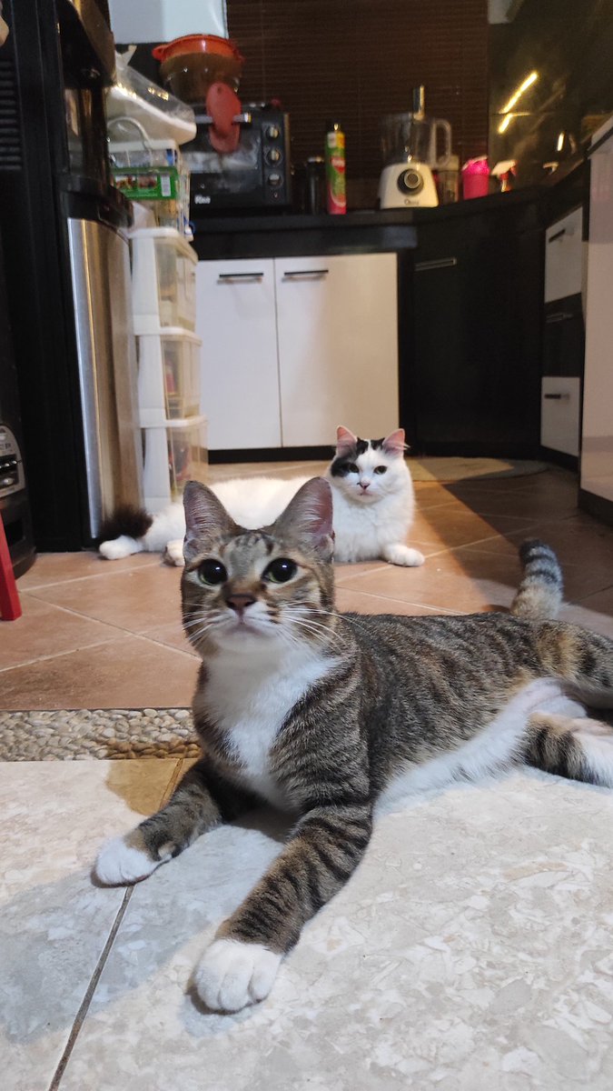 bintik_'s tweet photo. Hadeeeeh kaoskaki ganggu banget sih minta banget diajak foto2 https://t.co/FLhjl82IPm
