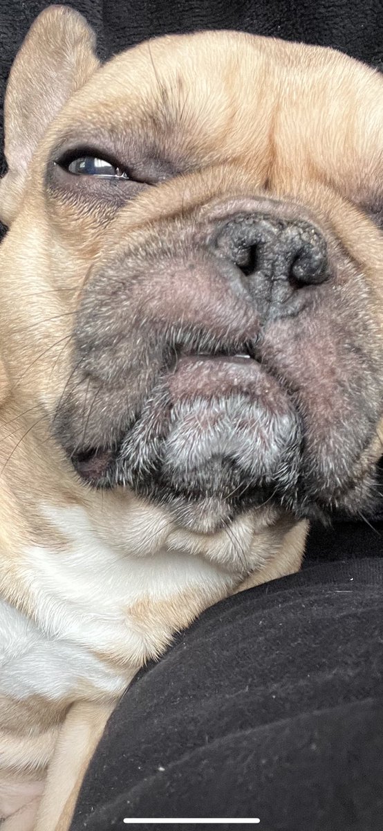 fishingthemind's tweet photo. Morning someone’s still tired #snaggle https://t.co/uaziNDOiEP