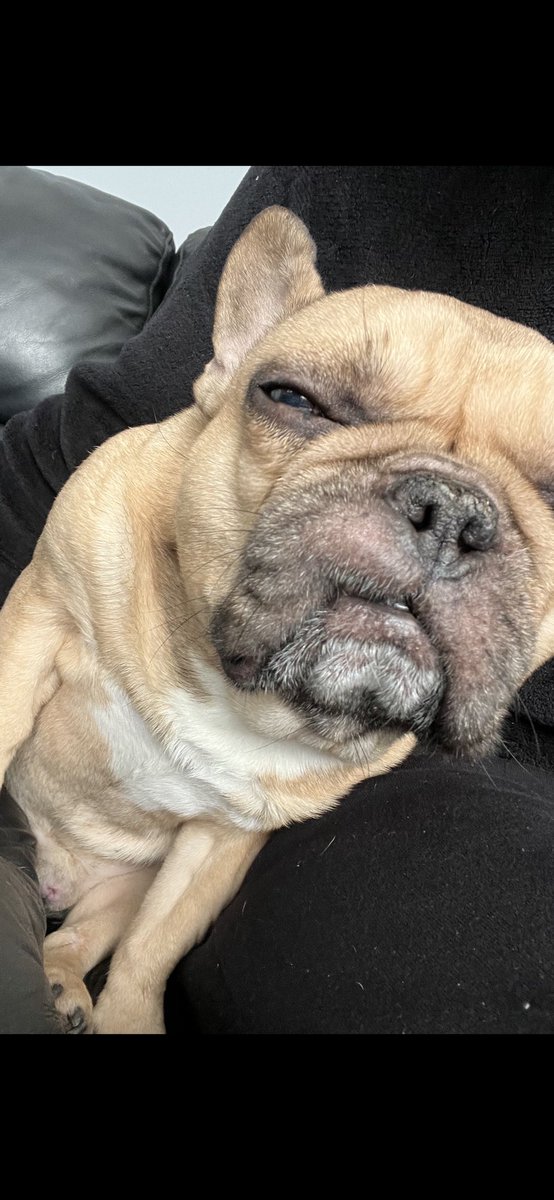 fishingthemind's tweet photo. Morning someone’s still tired #snaggle https://t.co/uaziNDOiEP