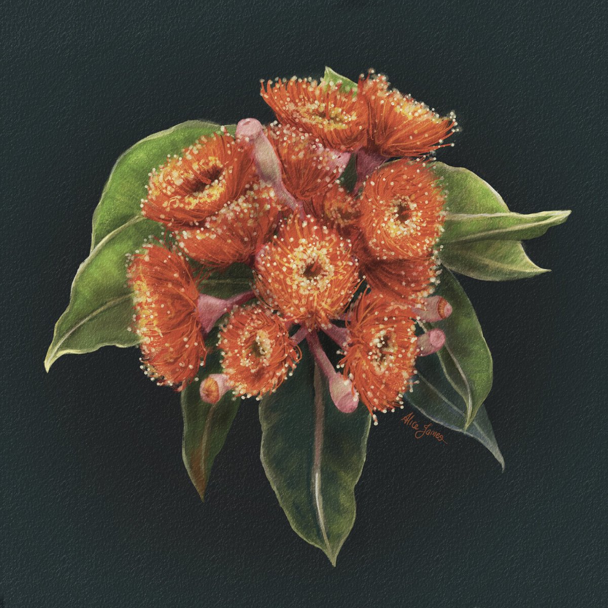 These amazing red flowering gums (Corymbia ficifolia) grow naturally near Albany in south Western Australia but are often planted as street trees around the world - they are so spectacular! They also take my vote for 2022’s  #EucalyptOfTheYear @EucalyptAus #friendsofficifolia