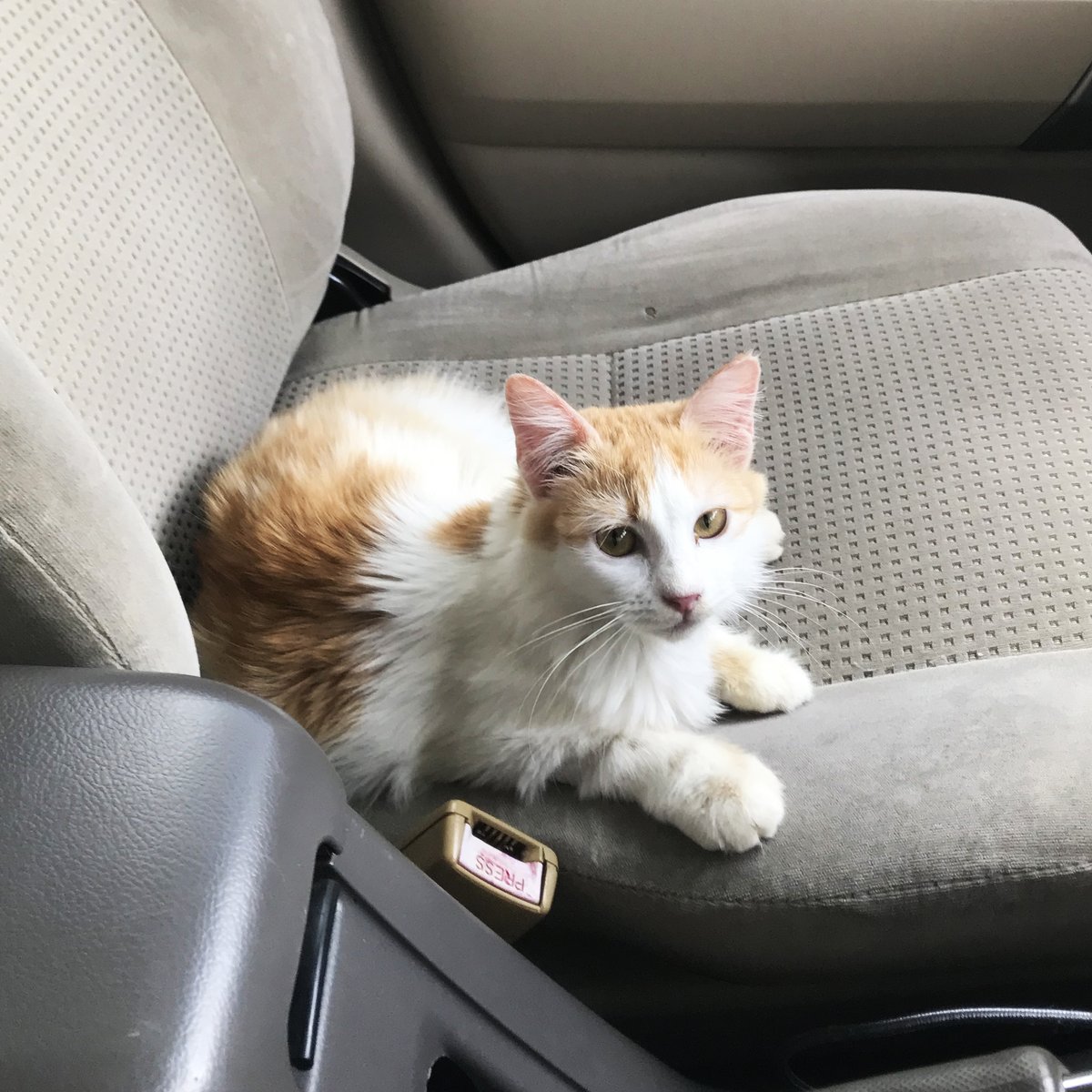 Since ramai yg tanya tentang Neko punya motivation, boleh drop arts hari-hari. So Neko nak cerita sikit. Meet Bud, kucing Neko. About 1 month ago, she was diagnosed with FIP virus. A fatal disease of cats. Cont👇