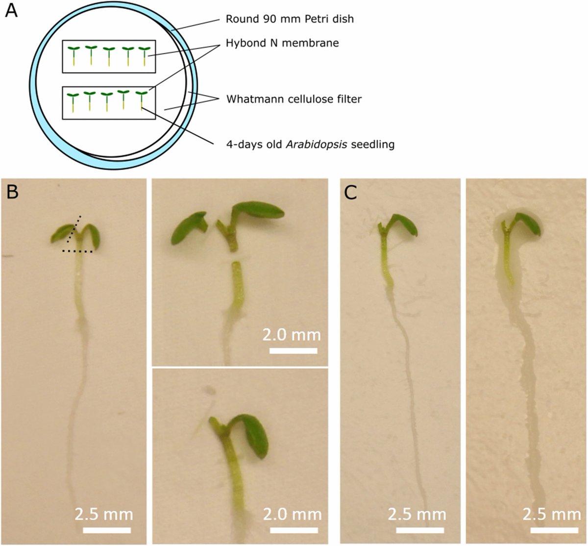 Mix-and-match: an improved, fast and accessible protocol for hypocotyl micrografting of Arabidopsis seedlings with systemic ACC responses as a case study
Full text: tinyurl.com/3dzwa9kb
#Micrografting #Chimera #Hypocotyl