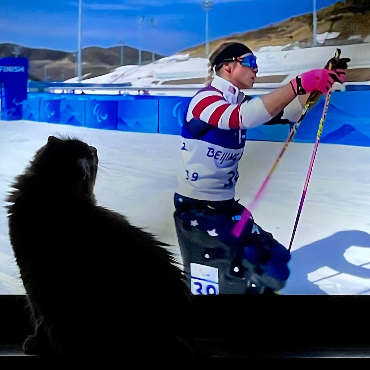FreyjaCurlyEars's tweet photo. Freyja is a fan of oksanamasters ! Well done! 🇺🇦🇺🇸 paralympics teamusa beijing2022 #crosscountry #ski #peace #cats #catsofinstagram #catstagram #pet #love #cute #kitty #instacat #catlover #petstagram #meow #lovecats #cute #fluffy #kat #katten #poofy #purr #purrs #follow #ilov https://t.co/wY3a8nvqZK