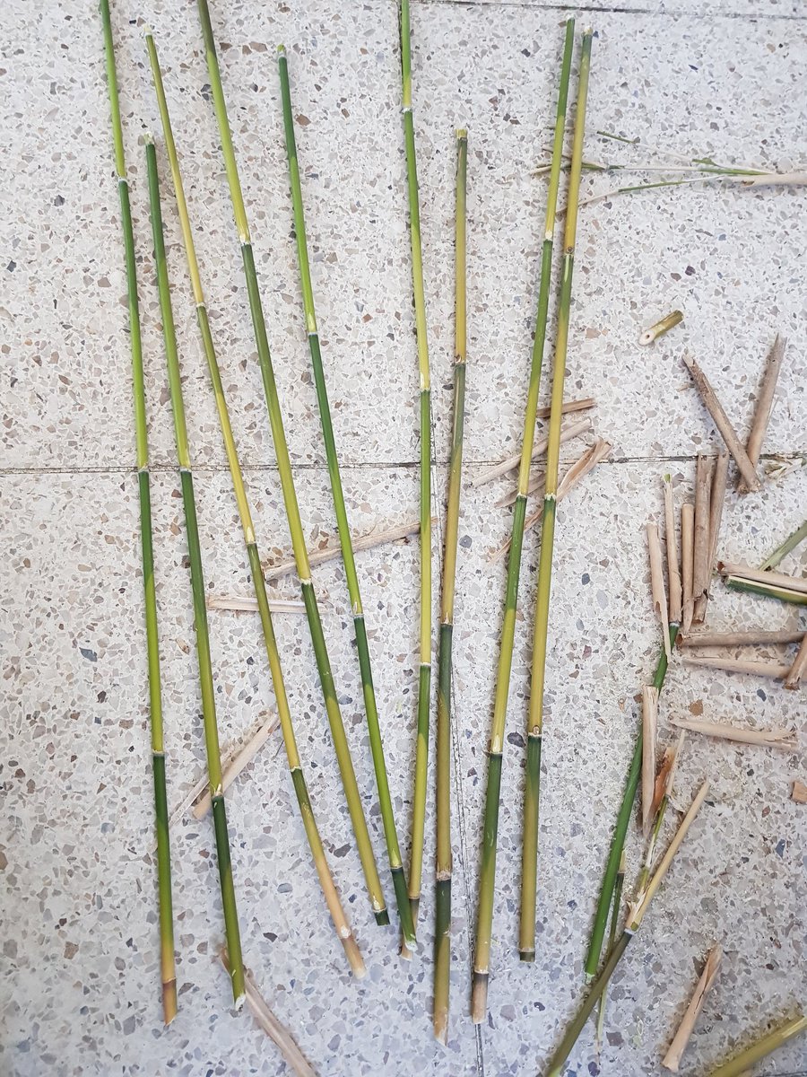 생조릿대 잘라왔는데 마르기전에 맛볼사람 ? ㅎㅎ