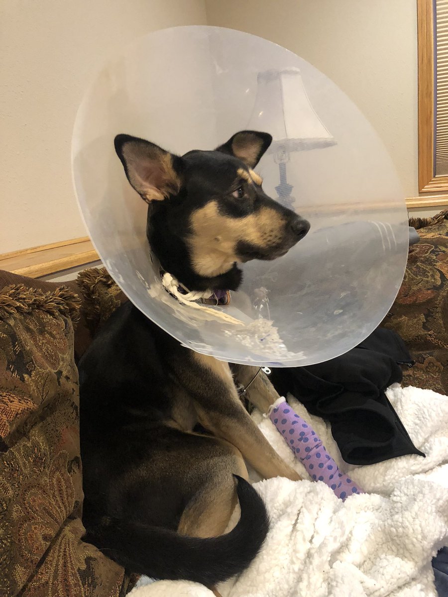 Thank you to everyone for 500 frens! The love and support is appreciated so much. ❤️‍🩹🐾

#germanshepherd #dogsoftwitter #dogs #cutedog #Dog #doglover #doglovers #recovery #healing #puppy