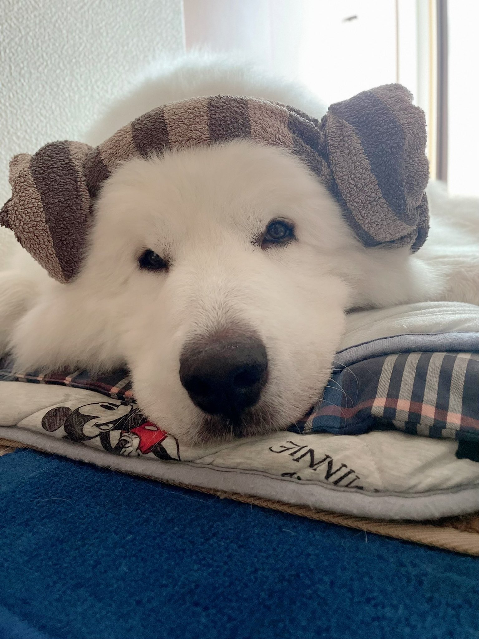 Sada Animals 巨大な羊 もふもふ 超大型犬 グレートピレニーズ T Co 65r6njwcbn Twitter