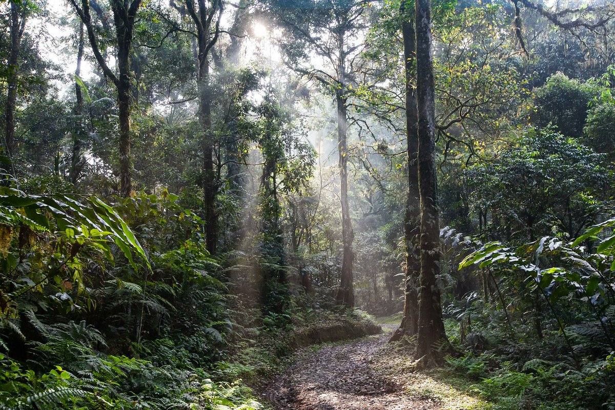 RFIFoundation's tweet photo. A sustainable Shariah economy and financial system are part of Bank Indonesia's plan for a green ecosystem https://t.co/jxYQvJgDBR https://t.co/GEMa1Ov2wt