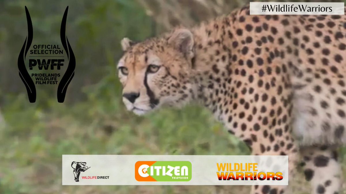 Action for Cheetahs in Kenya tweet media