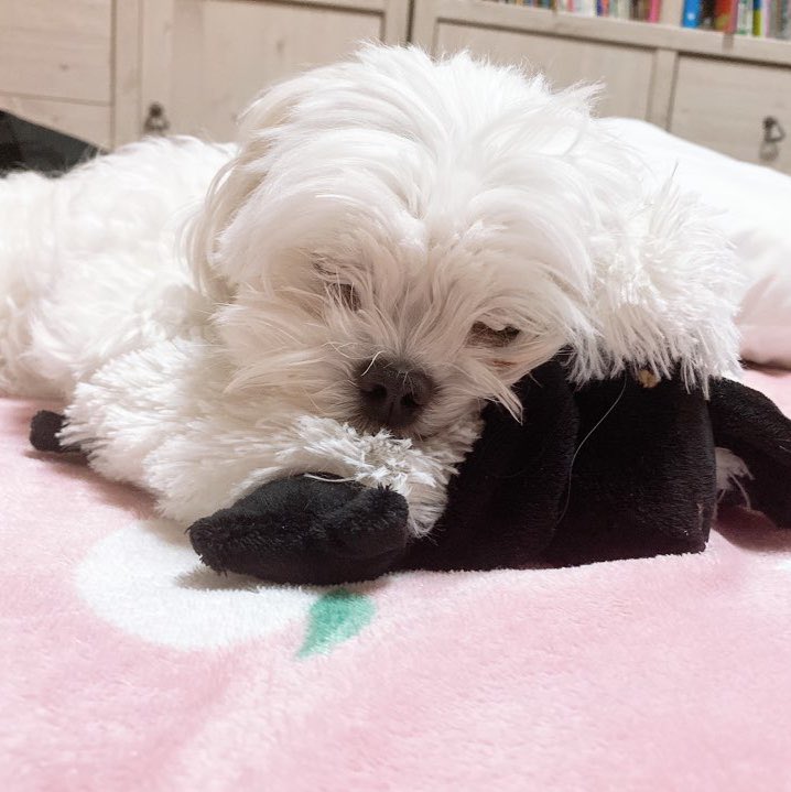 ANCOO_030's tweet photo. 앙꼬 베개는 양 https://t.co/lmd77u1Kuk