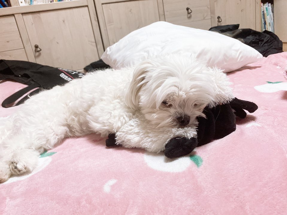 ANCOO_030's tweet photo. 앙꼬 베개는 양 https://t.co/lmd77u1Kuk