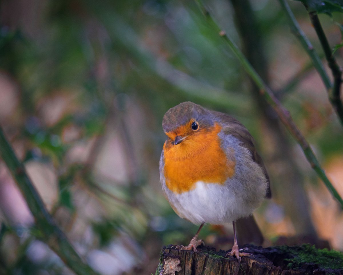 aprilhaddock's tweet photo. @ForestryEngland #EyeHope for guaranteed tree planting initiatives in all areas whether that be a small space or a larger area. For the benefit of people,wildlife,flora and fauna. For the future and for humanity and for all living things. https://t.co/nBemlMvxHu